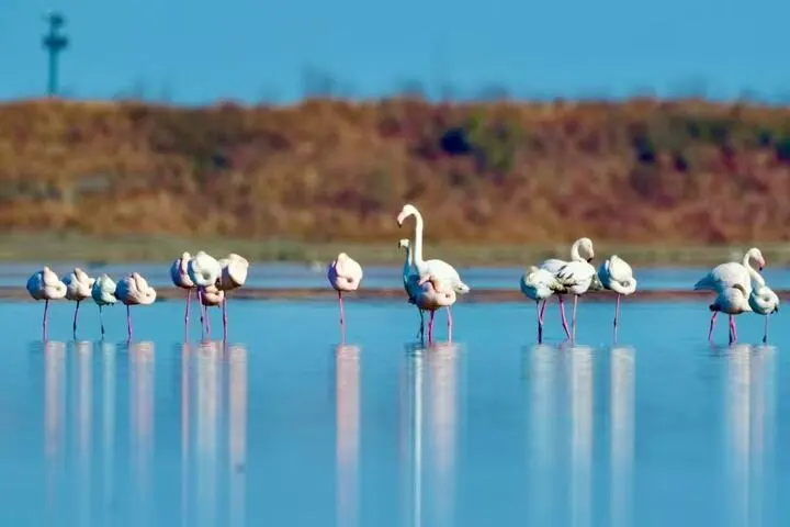 盐城火烈鸟 (2).png