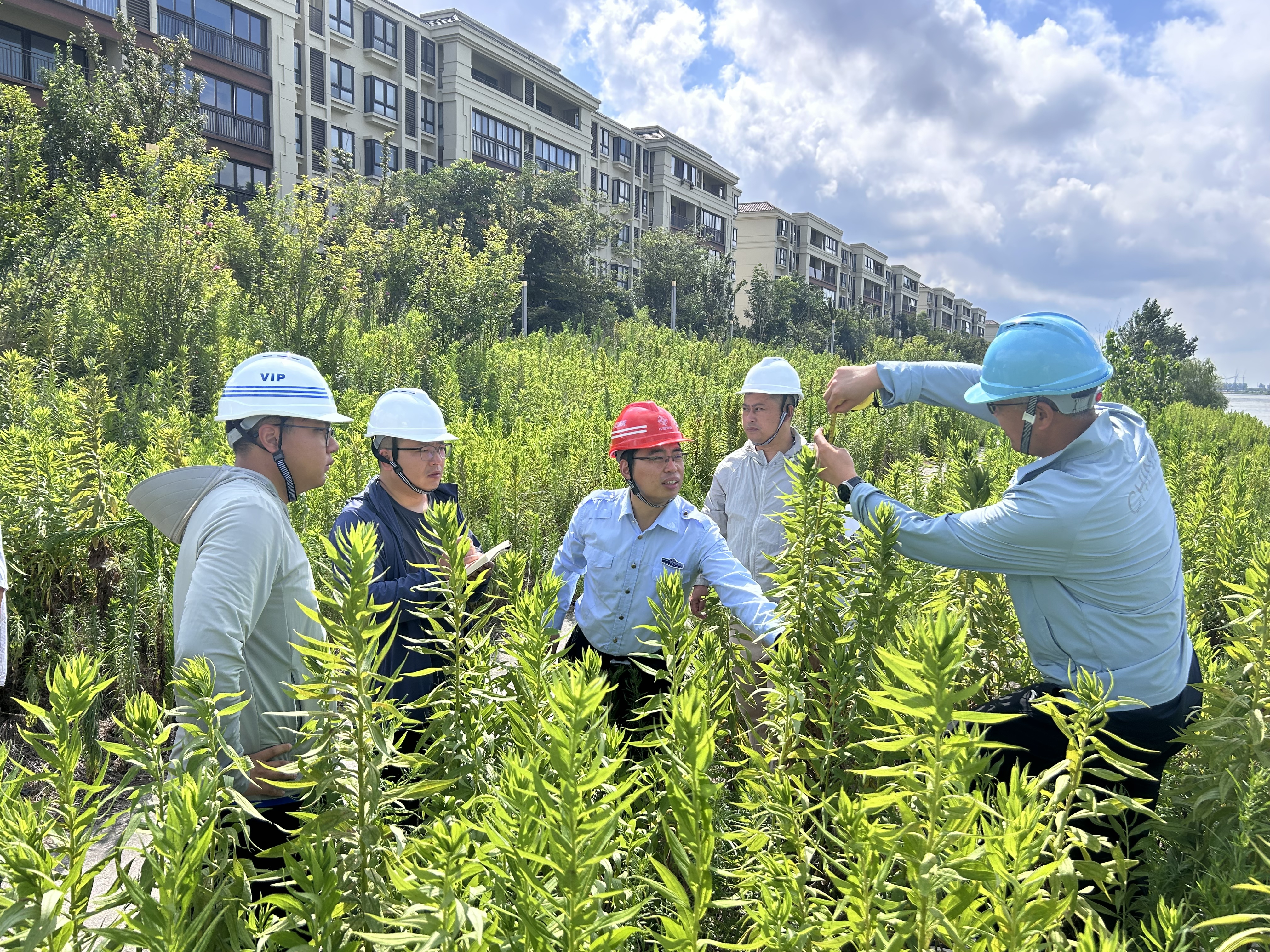 2024年南通市海洋生态保护修复工程施工现场核查加拿大一枝黄花扩散情况-许应石.jpg